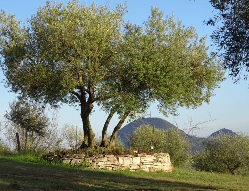 Wandern in den Euganeischen Hügeln